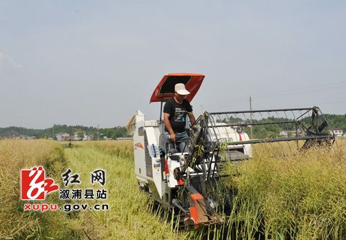 插田不弯腰 收割不用刀—推进"稻油两熟"全程机械化侧记