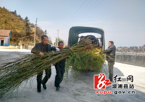 龙庄湾乡春季植树忙_乡镇快讯_溆浦站