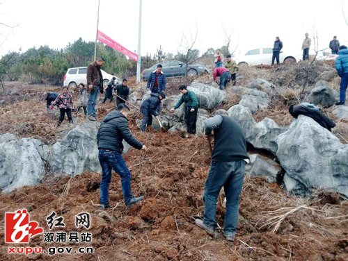 舒溶溪乡:产业帮扶让贫困户"枣"上致富_乡镇快讯_溆浦站