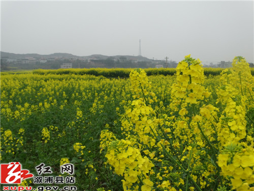 观音阁镇:"补"出一片好风景_乡镇快讯_溆浦新闻网